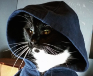 A hacker cat